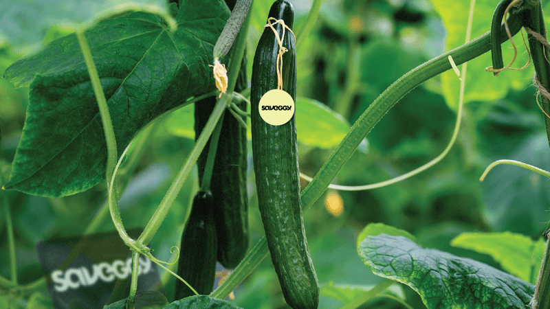 Saveggy cucumber. Imager credit: Press photo.